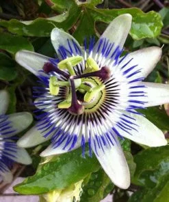 Future Forests Passiflora Caerulea
