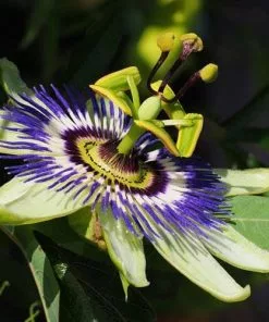 Future Forests Passiflora Caerulea
