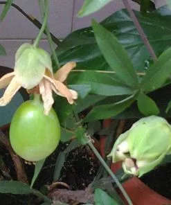 Future Forests Passiflora Caerulea