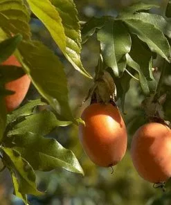 Future Forests Passiflora Caerulea