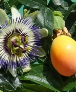 Future Forests Passiflora Caerulea