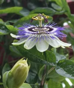 Future Forests Passiflora Caerulea