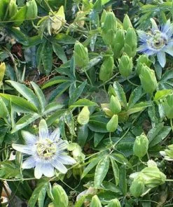 Future Forests Passiflora Caerulea