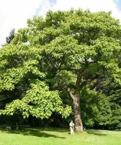 Future Forests Paulownia Tomentosa - Foxglove Tree Trees