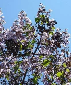 Future Forests Paulownia Tomentosa - Foxglove Tree Trees 15 Future Forests Paulownia Tomentosa - Foxglove Tree Trees