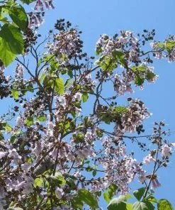 Future Forests Paulownia Tomentosa - Foxglove Tree Trees 16 Future Forests Paulownia Tomentosa - Foxglove Tree Trees