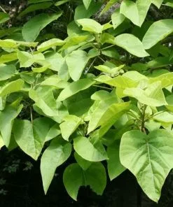 Future Forests Paulownia Tomentosa - Foxglove Tree Trees 17 Future Forests Paulownia Tomentosa - Foxglove Tree Trees