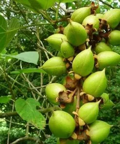 Future Forests Paulownia Tomentosa - Foxglove Tree Trees 18 Future Forests Paulownia Tomentosa - Foxglove Tree Trees