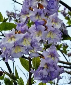 Future Forests Paulownia Tomentosa - Foxglove Tree Trees 19 Future Forests Paulownia Tomentosa - Foxglove Tree Trees