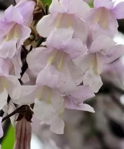 Future Forests Paulownia Tomentosa - Foxglove Tree Trees 20 Future Forests Paulownia Tomentosa - Foxglove Tree Trees
