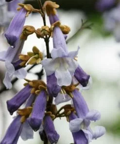 Future Forests Paulownia Tomentosa - Foxglove Tree Trees 21 Future Forests Paulownia Tomentosa - Foxglove Tree Trees