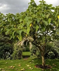 Future Forests Paulownia Tomentosa - Foxglove Tree Trees 22 Future Forests Paulownia Tomentosa - Foxglove Tree Trees
