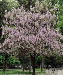 Future Forests Paulownia Tomentosa - Foxglove Tree Trees