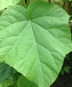 Future Forests Paulownia Tomentosa - Foxglove Tree Trees 23 Future Forests Paulownia Tomentosa - Foxglove Tree Trees