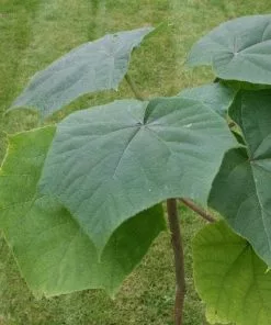 Future Forests Trees Paulownia Elongata 7 Future Forests Trees Paulownia Elongata