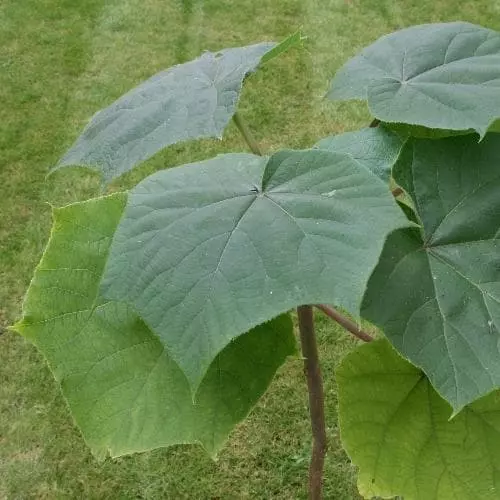 Future Forests Trees Paulownia Elongata 4 Future Forests Trees Paulownia Elongata