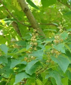 Future Forests Trees Paulownia Elongata 8 Future Forests Trees Paulownia Elongata