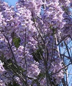 Future Forests Trees Paulownia Elongata