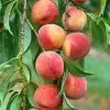 Future Forests Peach Amsden Fruit 1 Future Forests Peach Amsden Fruit