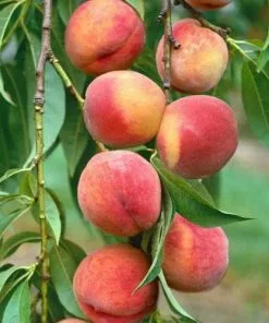 Future Forests Peach Amsden Fruit