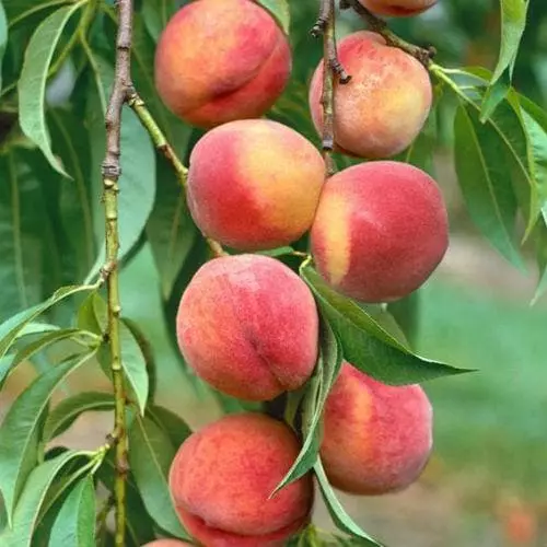 Future Forests Peach Amsden Fruit 3 Future Forests Peach Amsden Fruit
