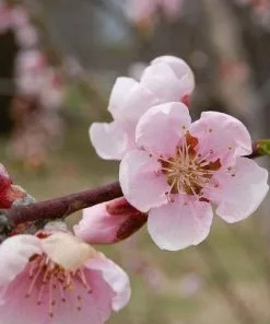 Future Forests Peach Amsden Fruit