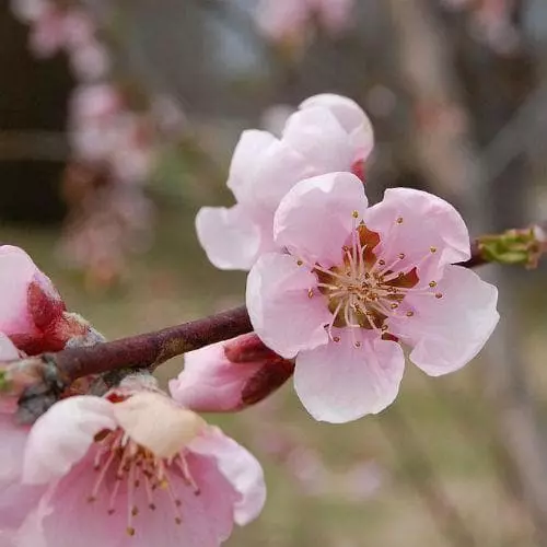 Future Forests Peach Amsden Fruit 4 Future Forests Peach Amsden Fruit