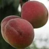 Future Forests Peach Peregrine Fruit