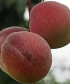 Future Forests Peach Peregrine Fruit