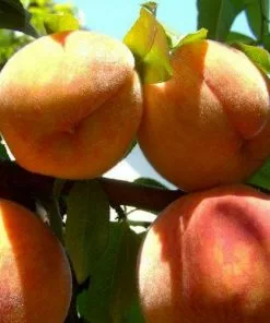 Future Forests Peach Peregrine Fruit