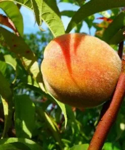 Future Forests Peach Rochester Fruit