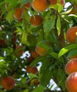 Future Forests Peach Rochester Fruit