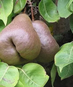 Future Forests Pear Black Worcester