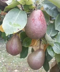 Future Forests Pear Black Worcester