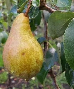 Future Forests Pear Concorde Fruit