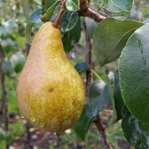Future Forests Pear Concorde Fruit 3 Future Forests Pear Concorde Fruit