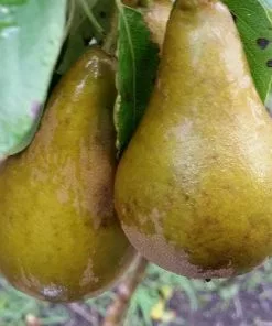 Future Forests Pear Conference