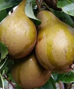 Future Forests Pear Conference