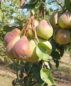 Future Forests Pear Winnals Longdon