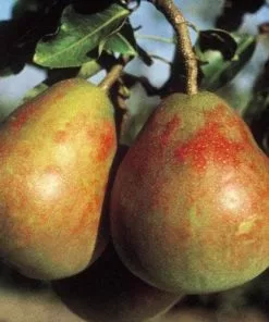 Future Forests Pear Winnals Longdon