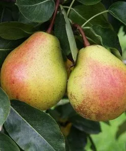 Future Forests Pear Winnals Longdon