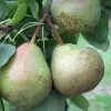 Future Forests Fruit Pear Winter Nelis