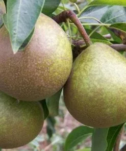 Future Forests Fruit Pear Winter Nelis