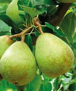 Future Forests Fruit Pear Beth