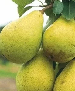 Future Forests Fruit Pear Beth