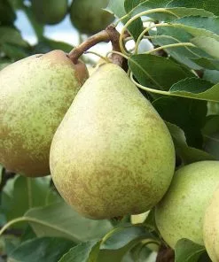 Future Forests Fruit Pear Beth