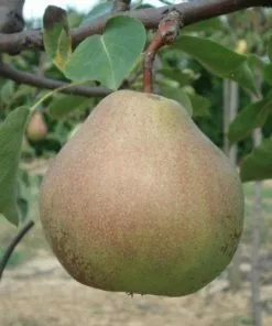 Future Forests Fruit Pear Catillac
