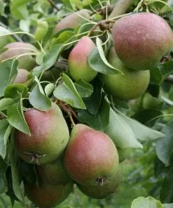 Future Forests Pear Gorham Fruit