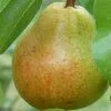Future Forests Fruit Pear Williams' Bon Chrétien