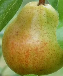 Future Forests Fruit Pear Williams' Bon Chrétien